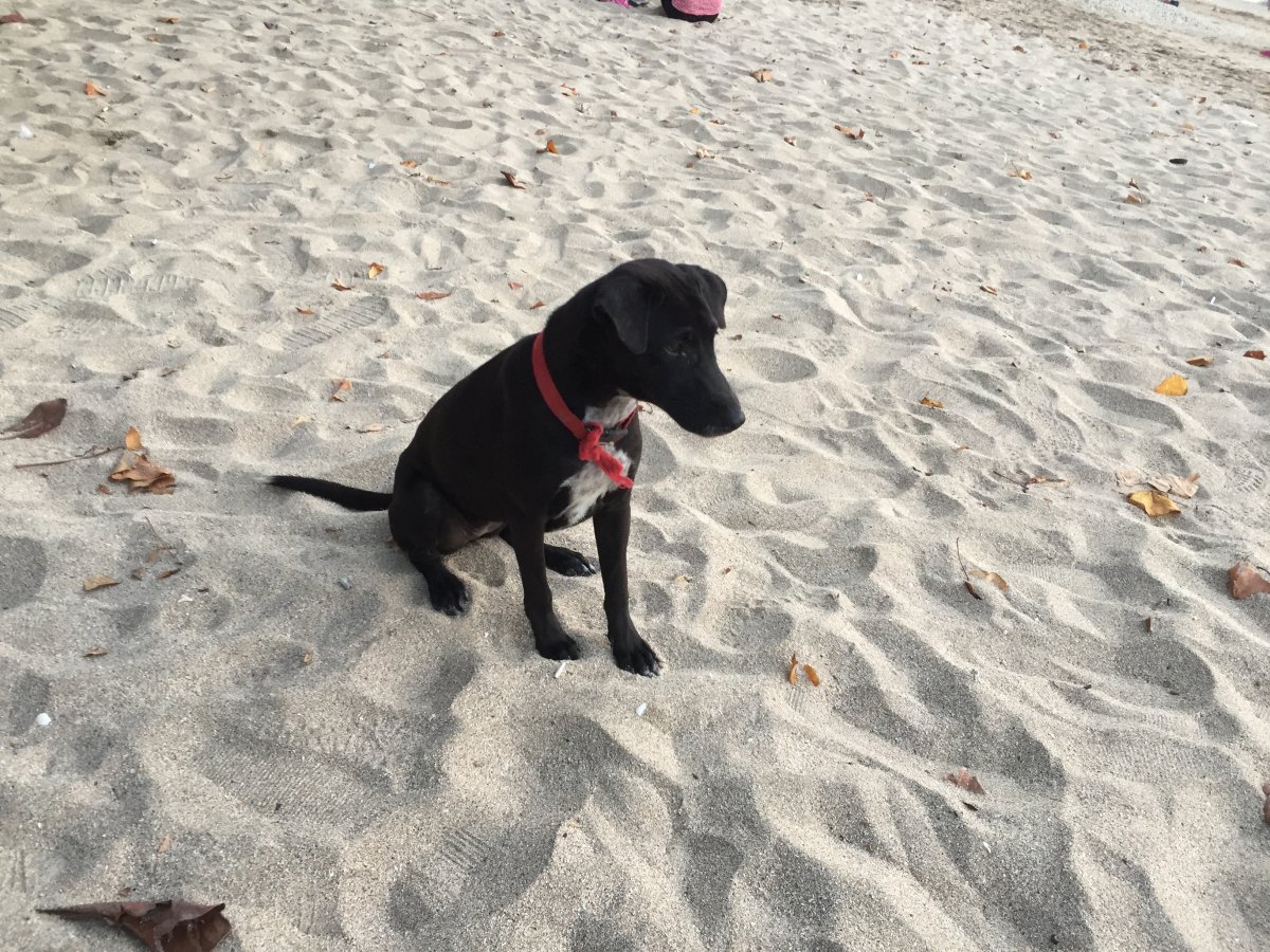 Watching his friends play... Kuta Beach Bali 2019
